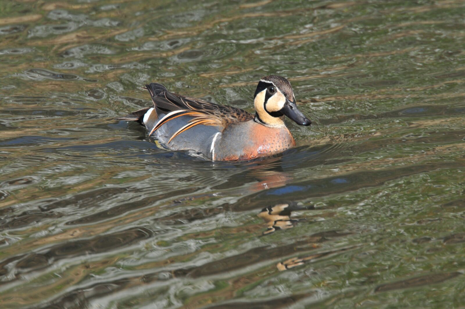 Nikon D300 sample photo. Bird, natural, duck photography