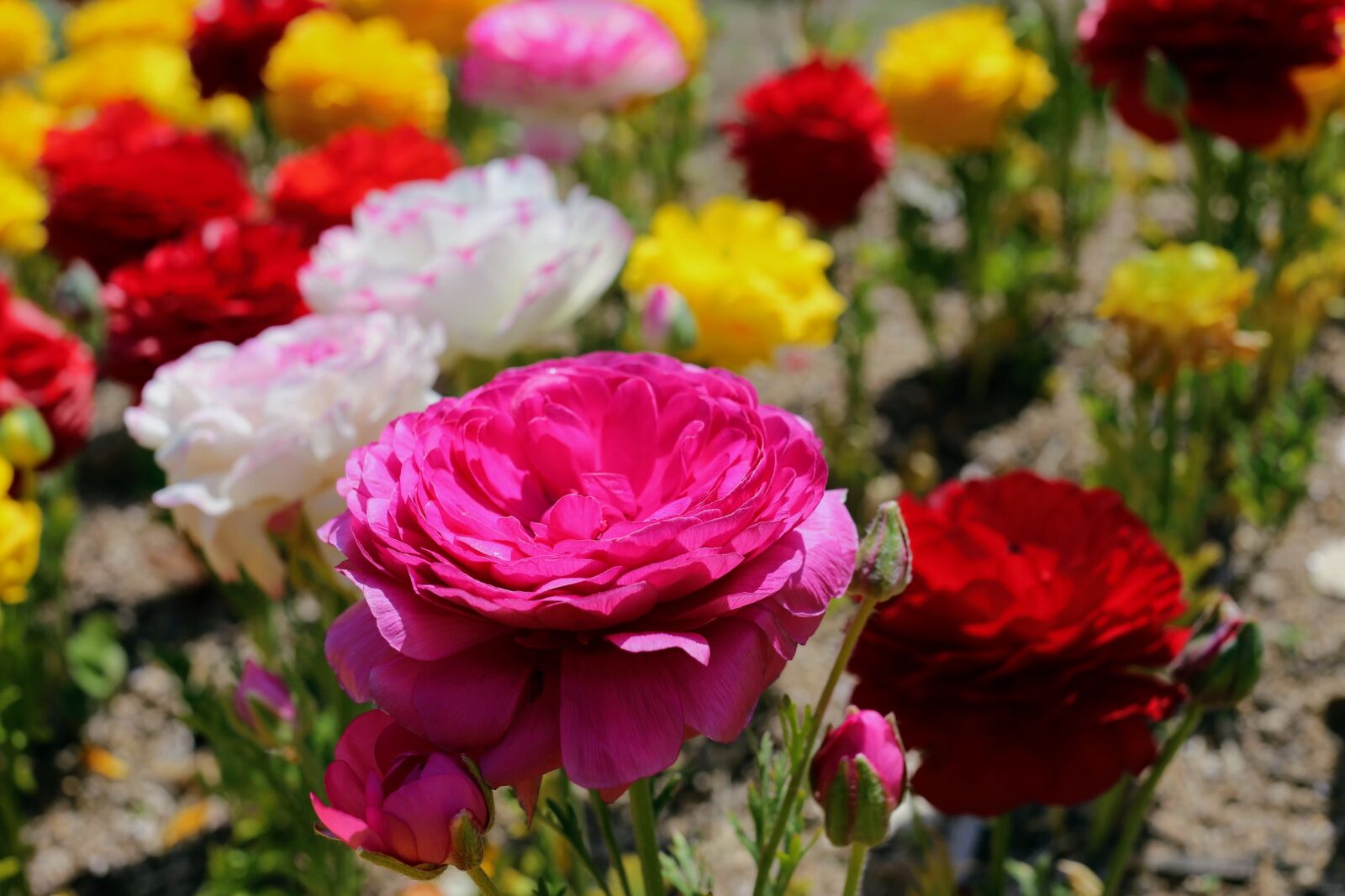 Canon EF 40mm F2.8 STM sample photo. Flower, flora, nature photography