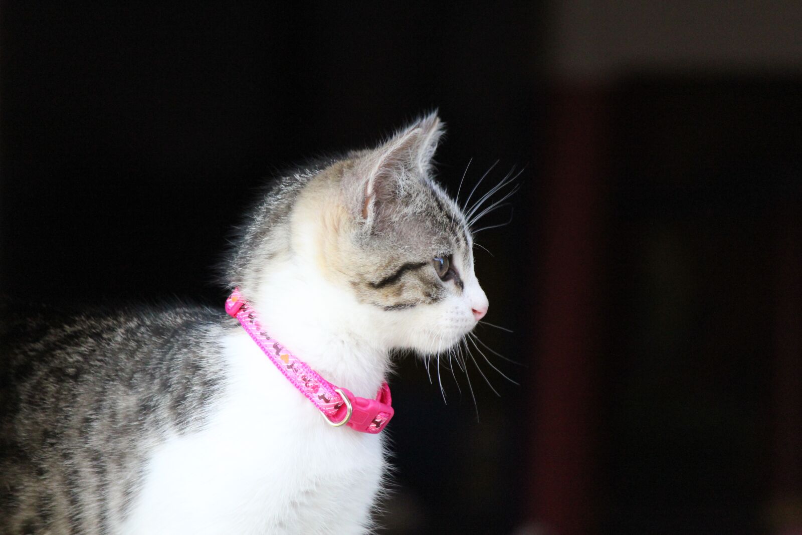 Canon EOS 550D (EOS Rebel T2i / EOS Kiss X4) sample photo. Kitten, cat, animal photography