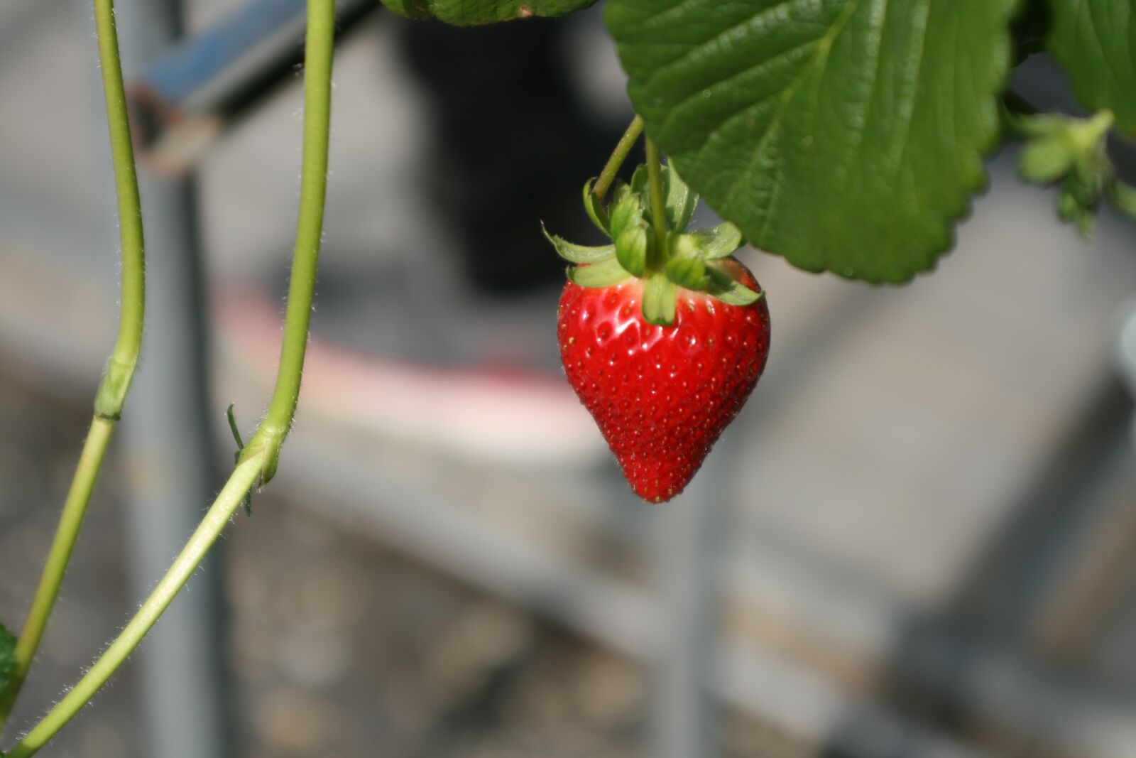 Canon EOS 400D (EOS Digital Rebel XTi / EOS Kiss Digital X) sample photo. Strawberry, red, organic photography