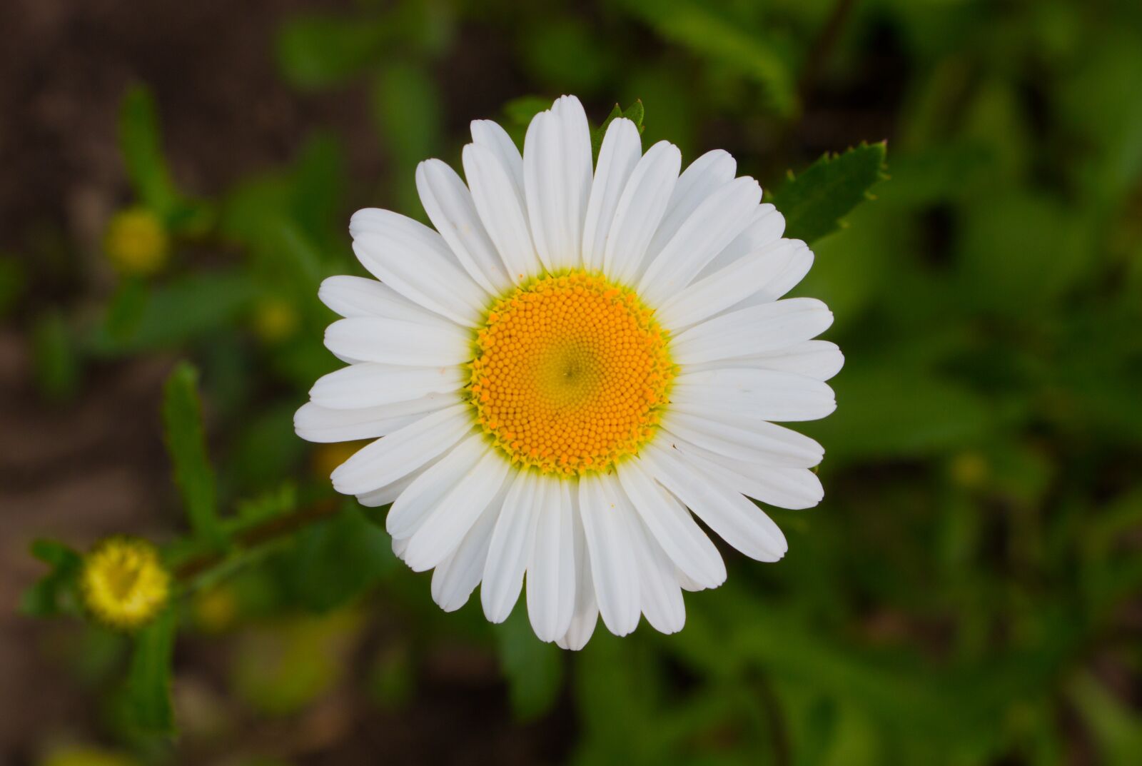 Canon EF-S 18-135mm F3.5-5.6 IS USM sample photo. Nature, plant, flower photography