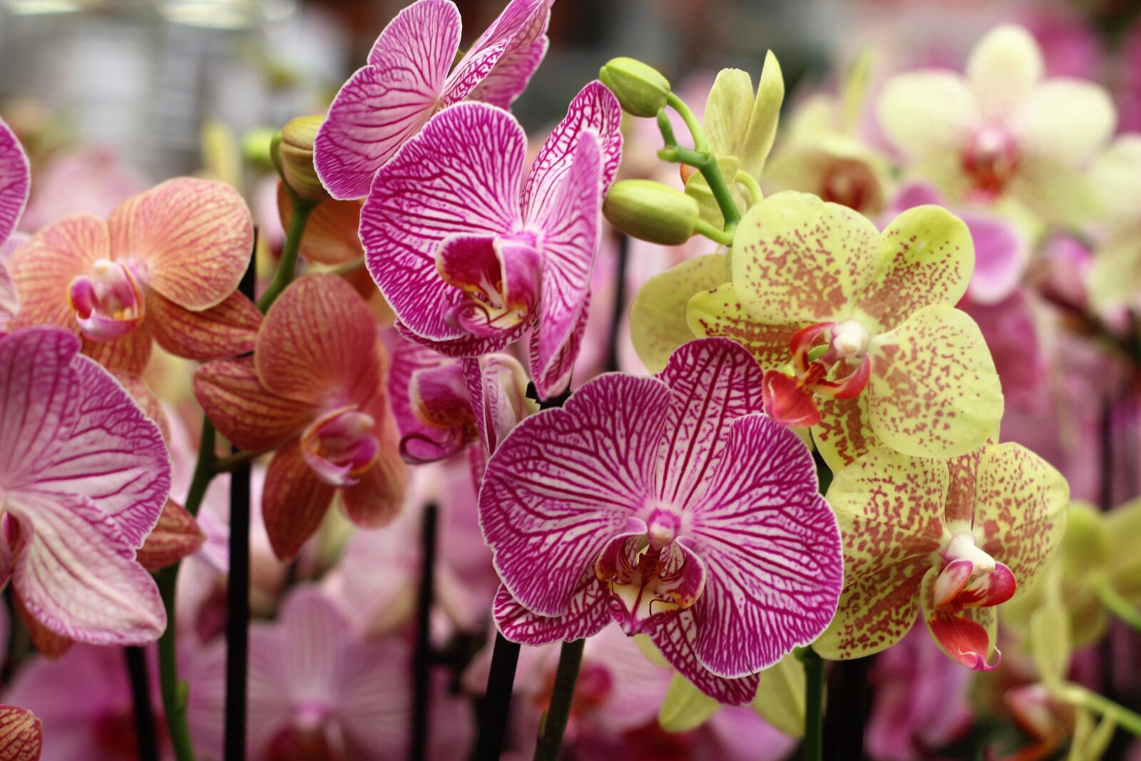 Canon EOS 600D (Rebel EOS T3i / EOS Kiss X5) + Canon EF 50mm F1.8 II sample photo. Orchid, flower, isolated photography