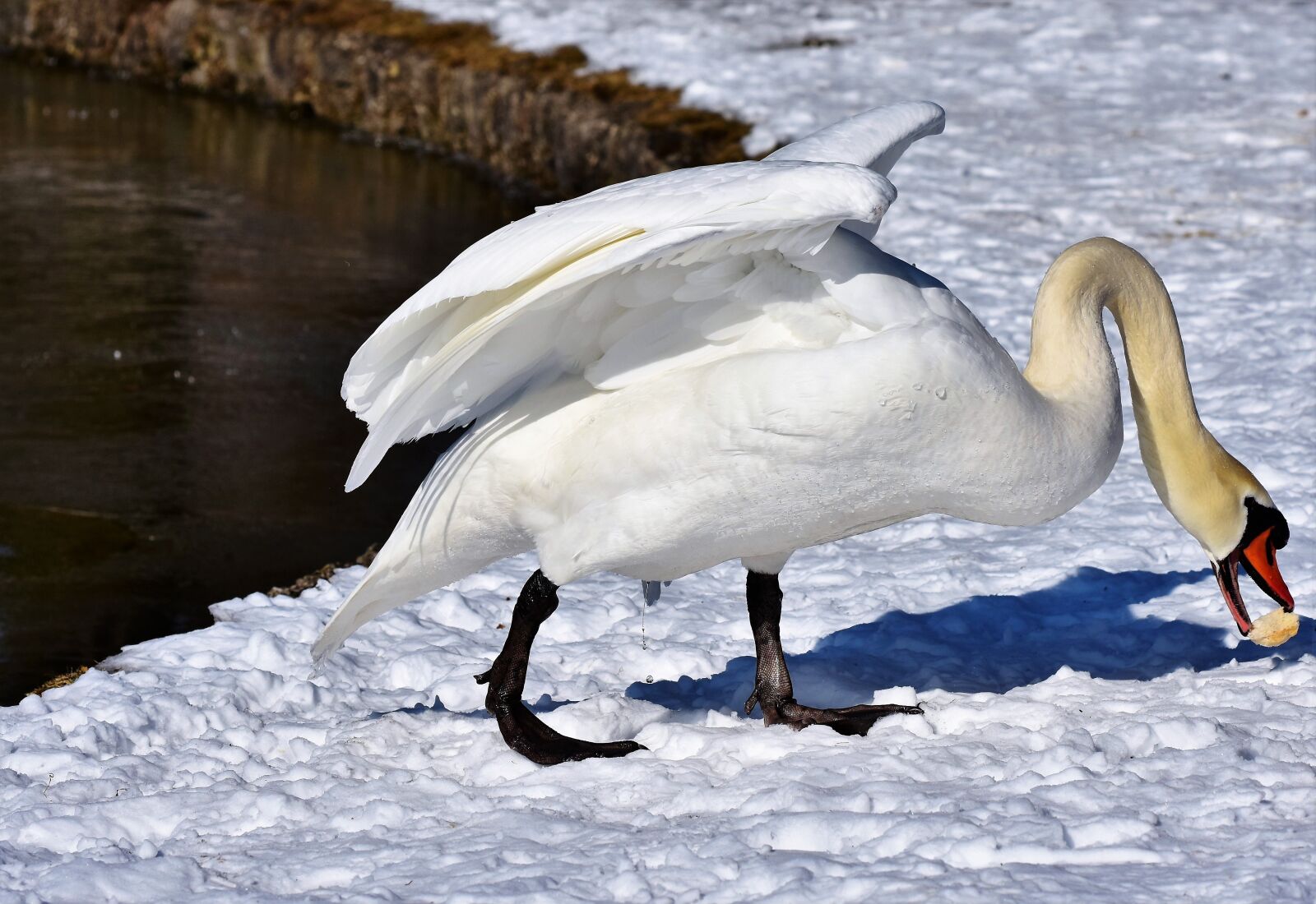 Nikon D7200 sample photo. Swan, water bird, schwimmvogel photography