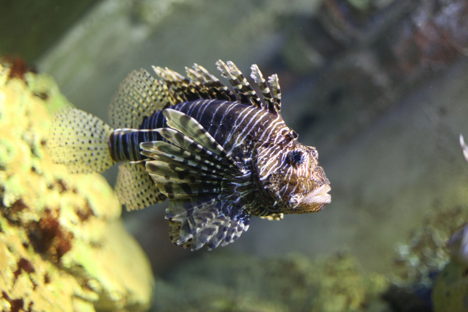 Canon EOS 5D Mark II sample photo. Fish, rascasse, dangerous photography