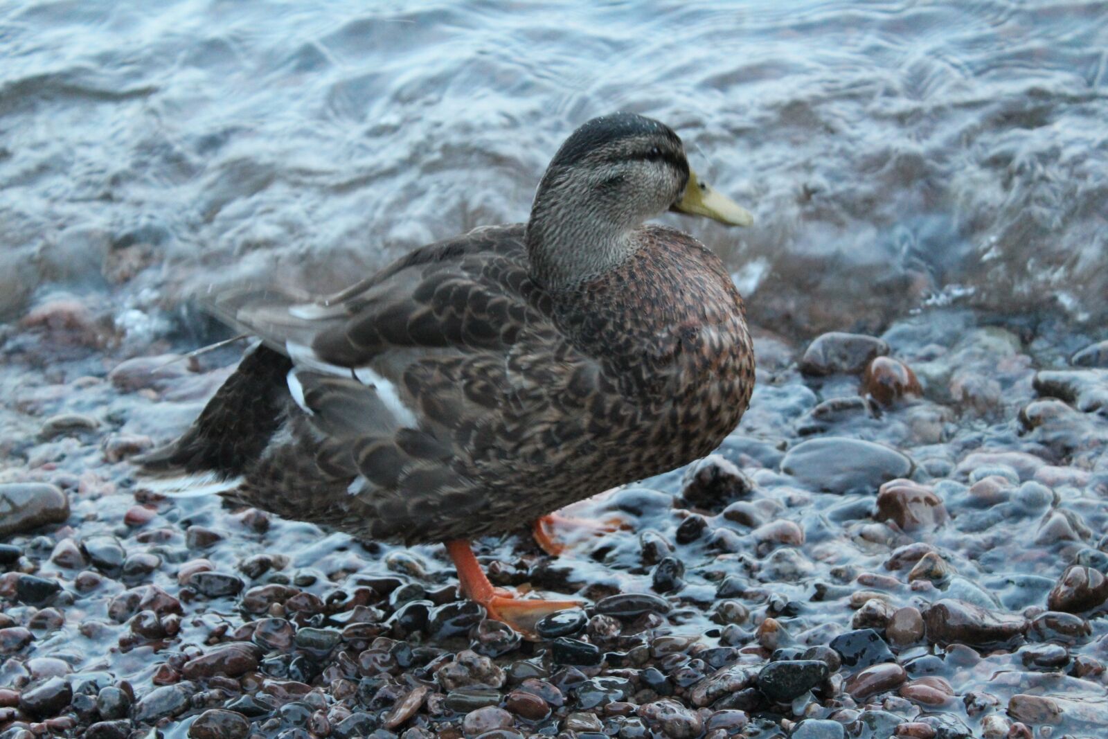 Canon EOS 600D (Rebel EOS T3i / EOS Kiss X5) sample photo. Mallard, animals, bird photography