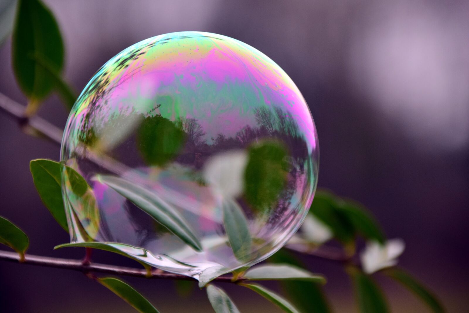 Nikon D3300 sample photo. Bubble, soap bubble, iridescent photography