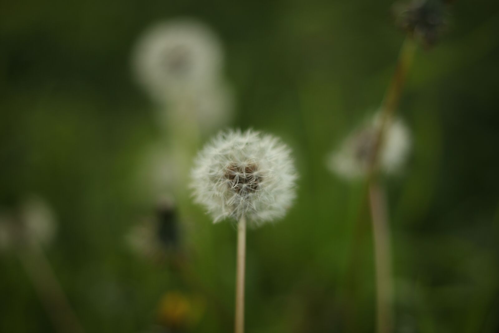 Canon EOS 5D Mark II sample photo. Dandelion, flowers, spring photography