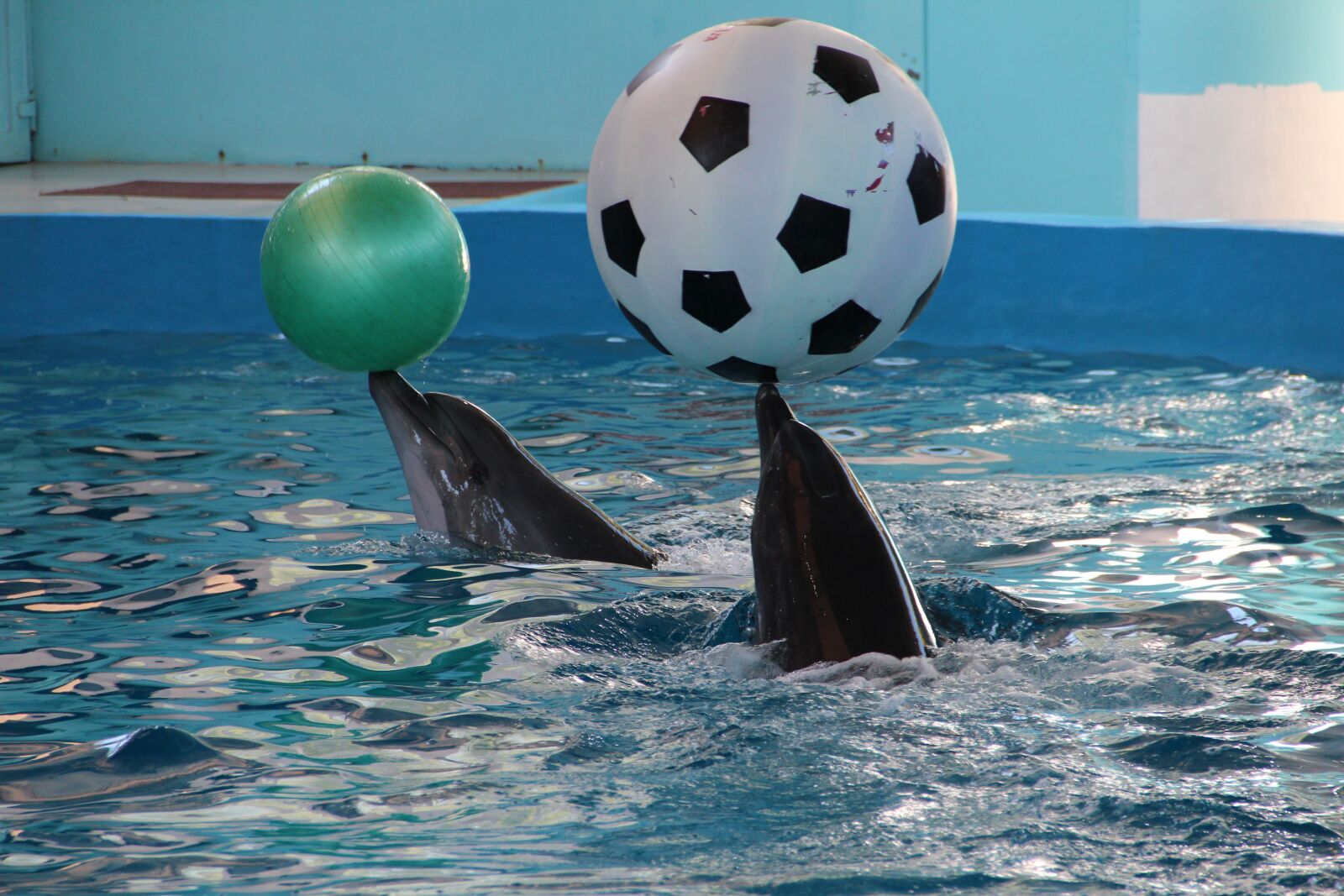 Canon EOS 600D (Rebel EOS T3i / EOS Kiss X5) sample photo. Dolphinarium, dolphins, dolphin photography
