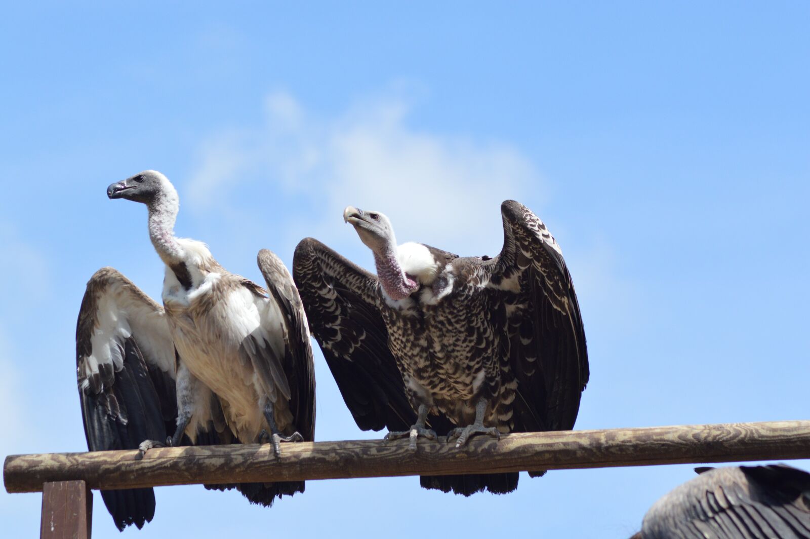 Nikon D3200 sample photo. Vulture, birds, neck photography