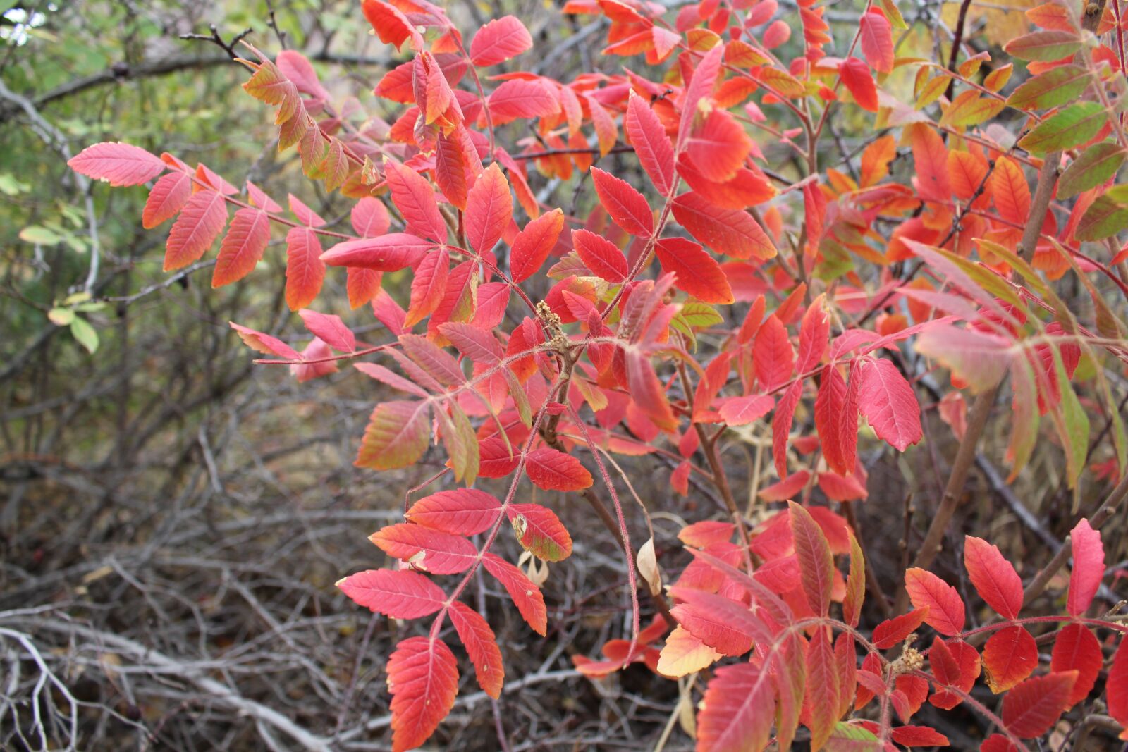 Canon EOS 700D (EOS Rebel T5i / EOS Kiss X7i) sample photo. Autumn, leaves, nature photography