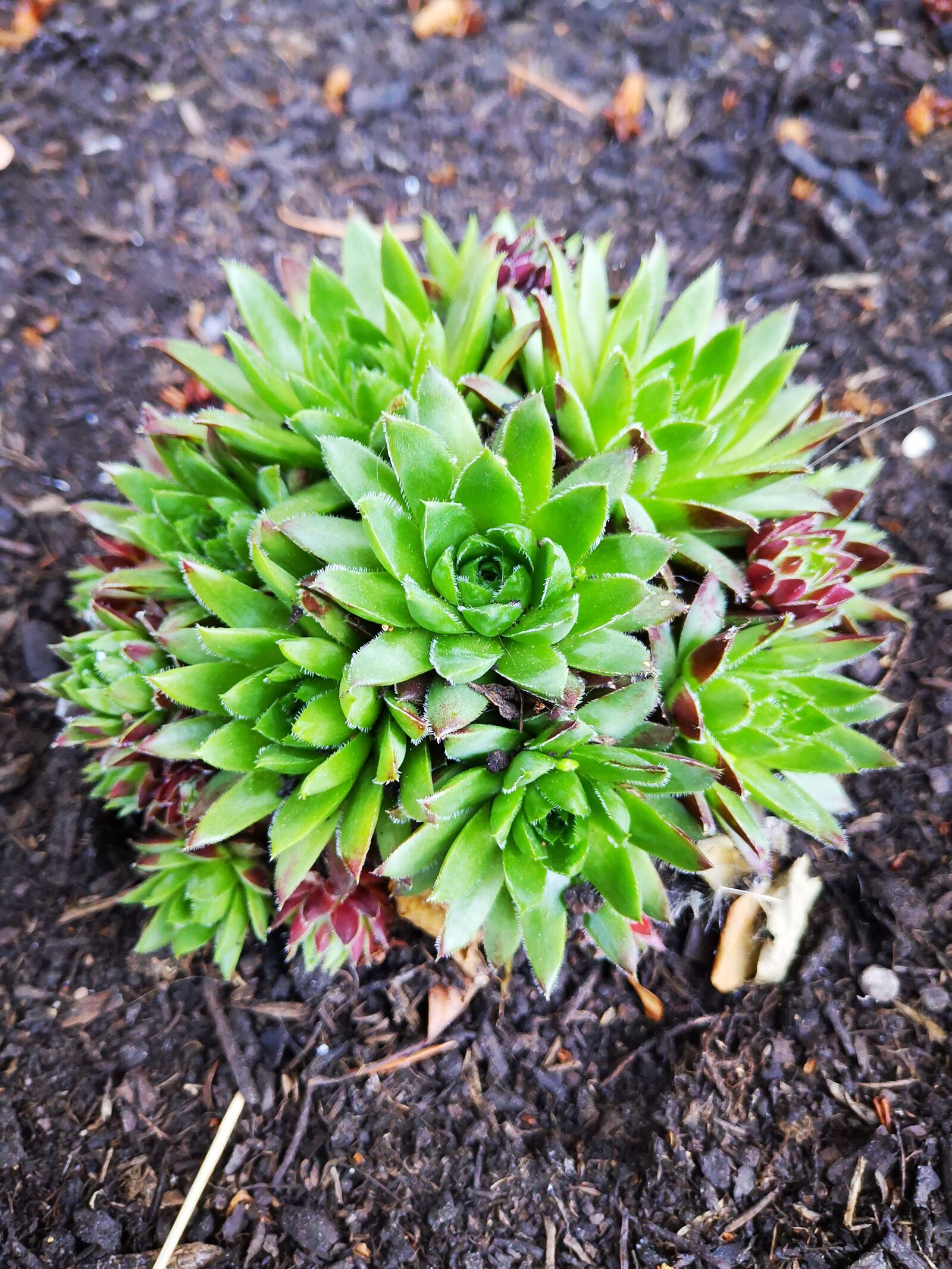 HUAWEI HMA-L29 sample photo. Succulents, plant, garden photography