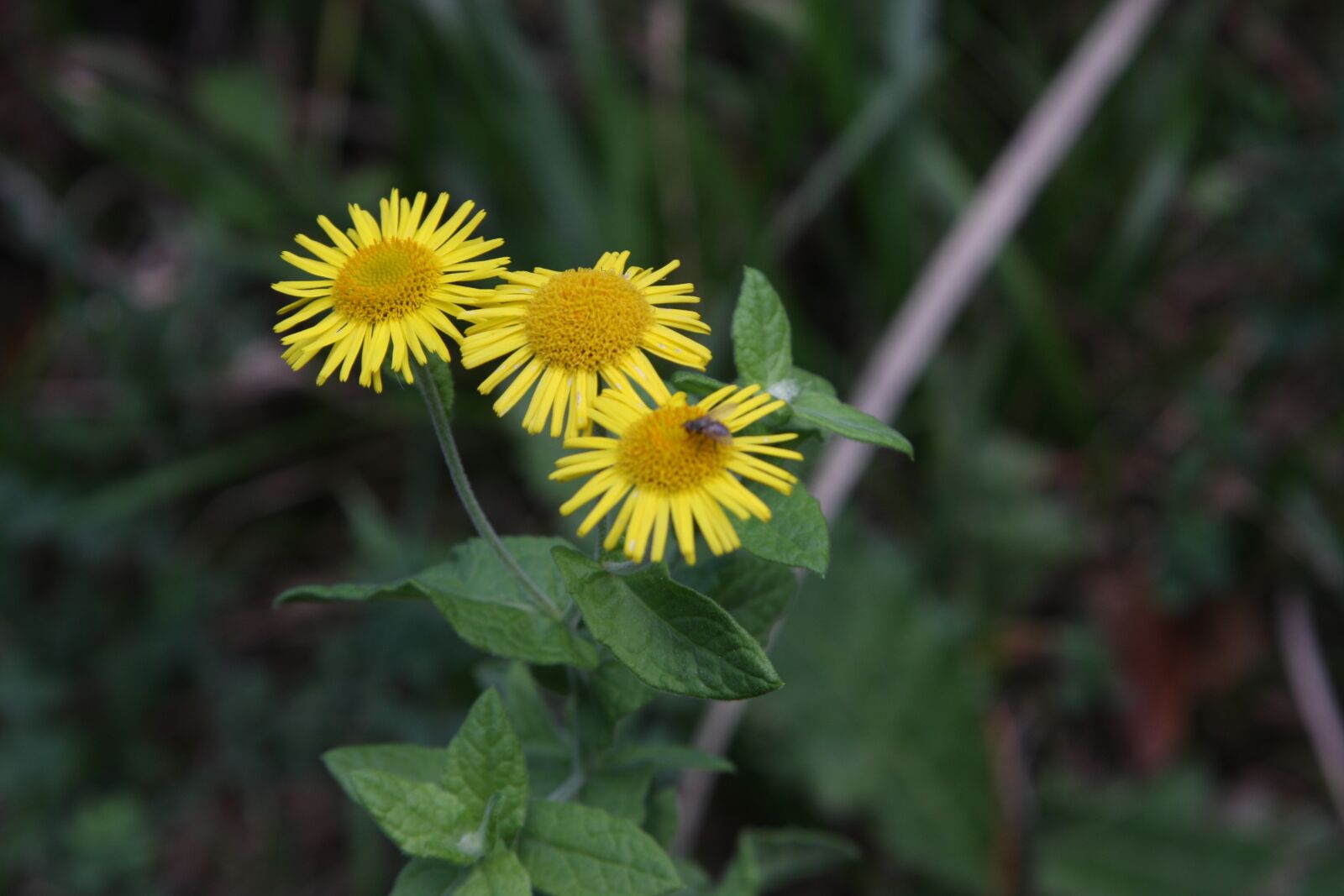 Canon EOS 40D sample photo. Flowers, yellow, nature photography