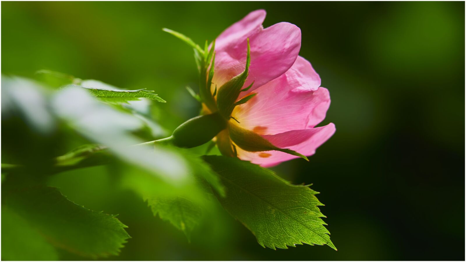 Olympus M.ZUIKO DIGITAL ED 12-40mm 1:2.8 sample photo. Pink, flowers, romantic photography