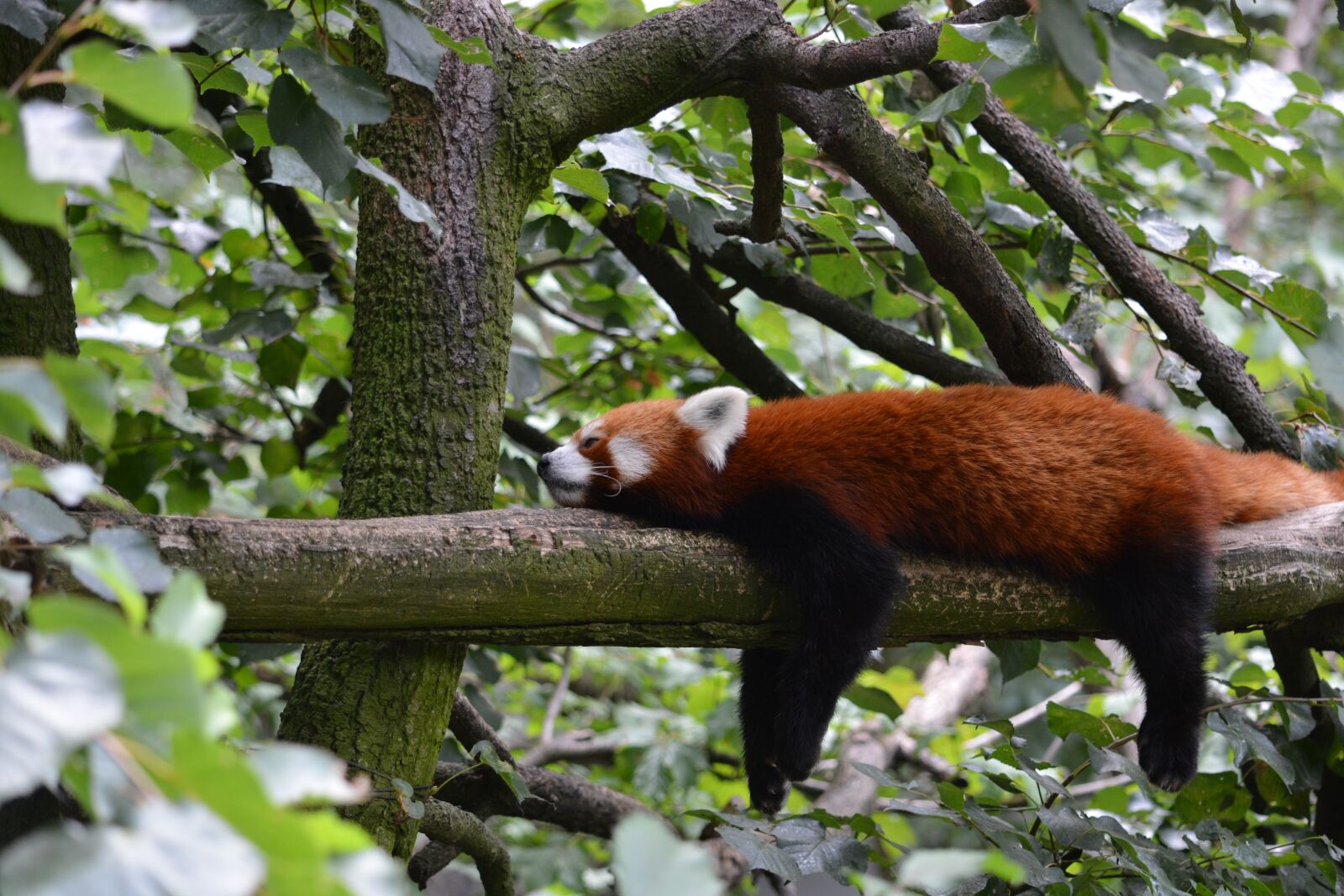 Nikon D5200 sample photo. Asian, bear, branch photography