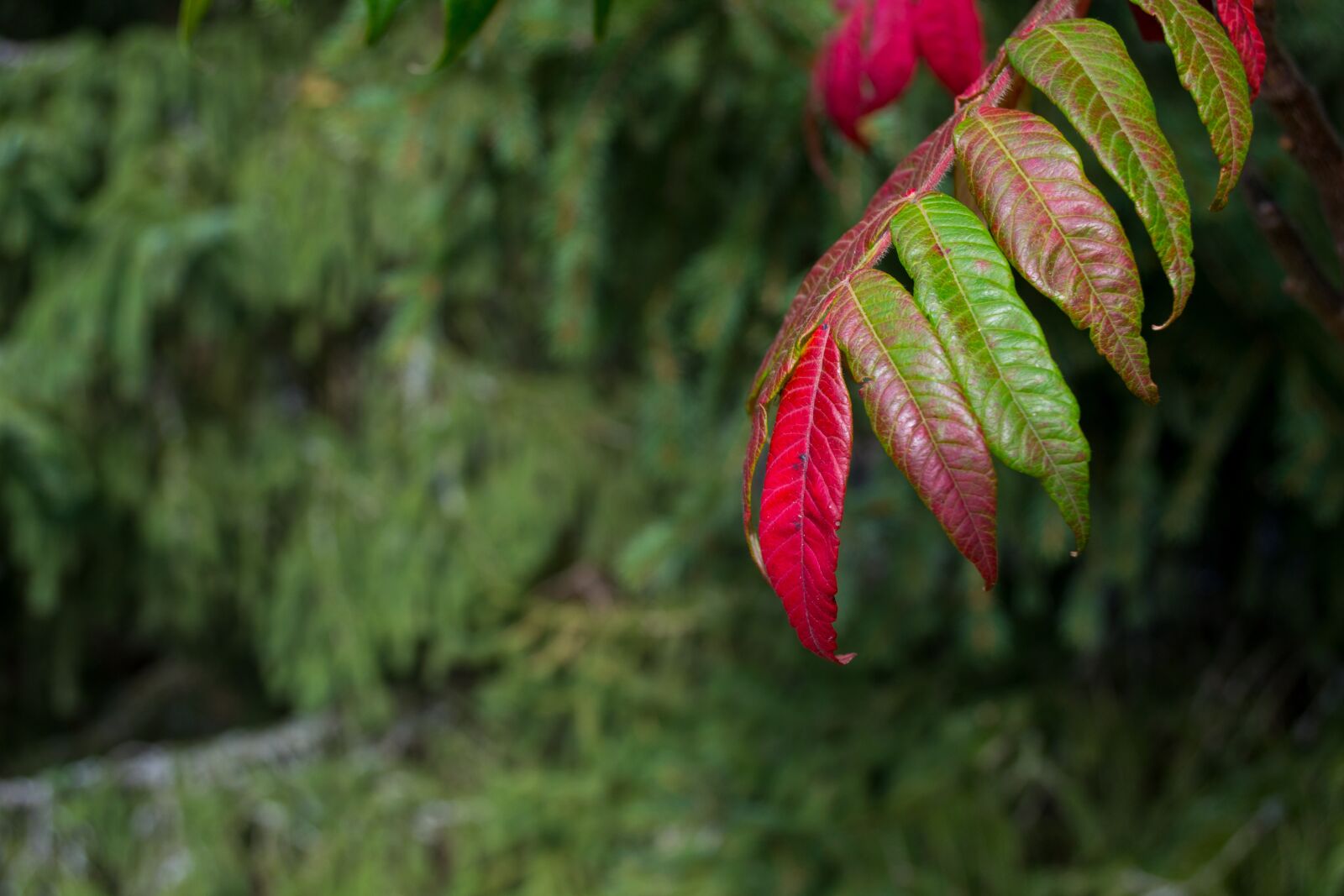 Nikon D3100 sample photo. Colorful leaves, fall color photography
