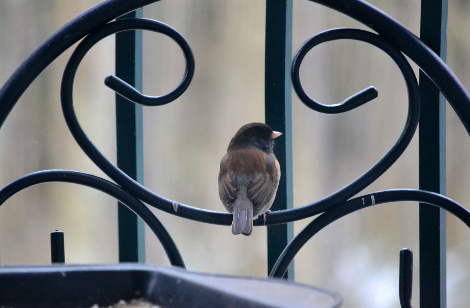 Nikon D3100 sample photo. Bird, feather, rail photography