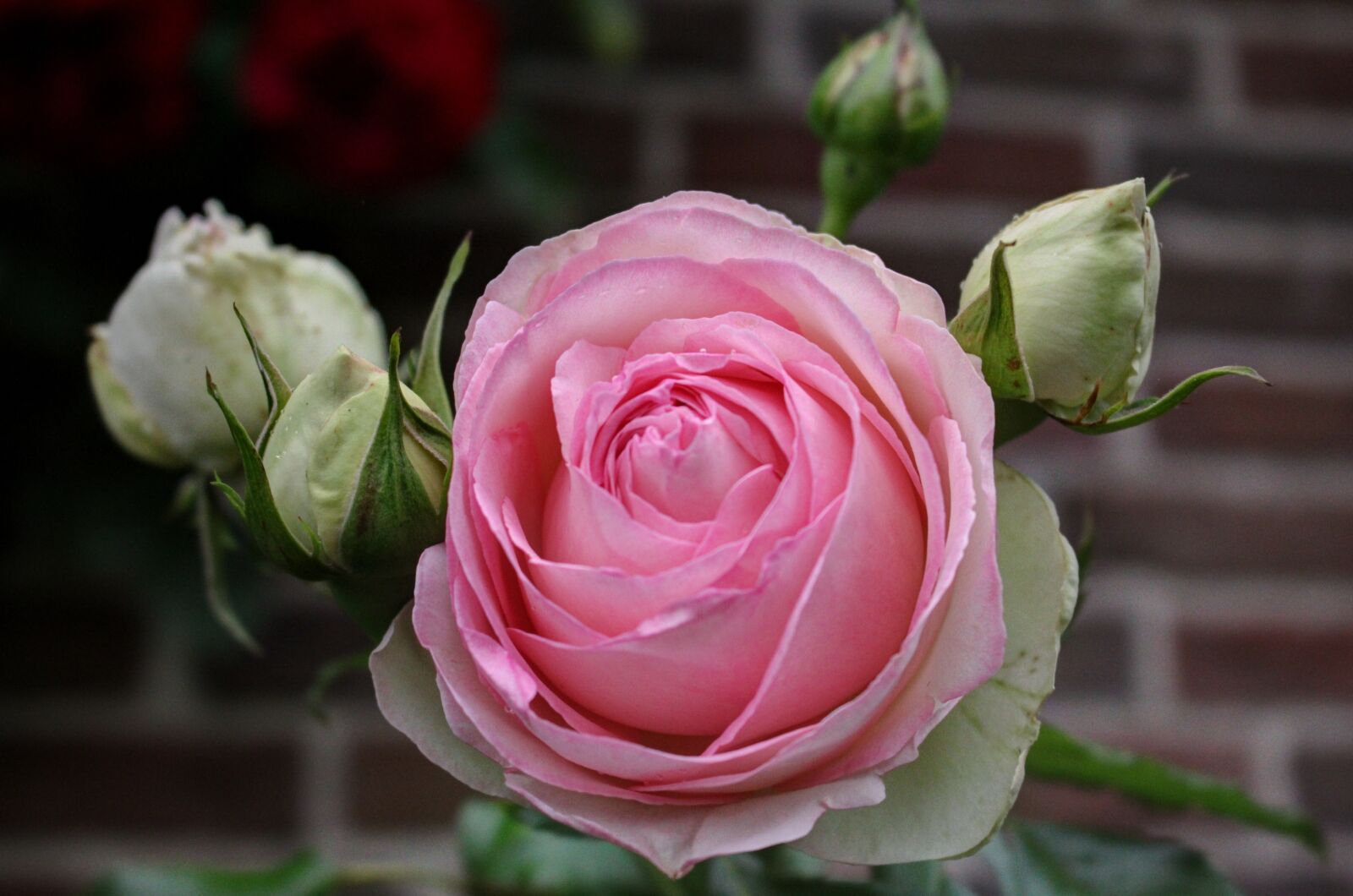 Canon EOS 60D sample photo. Flower, rose, rose blooms photography