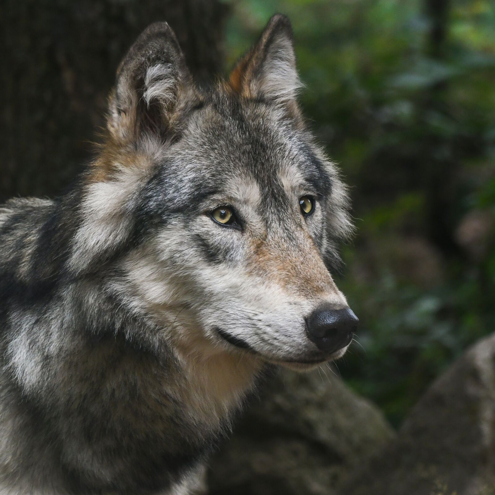 Nikon D500 sample photo. Wolf, portrait, predator photography
