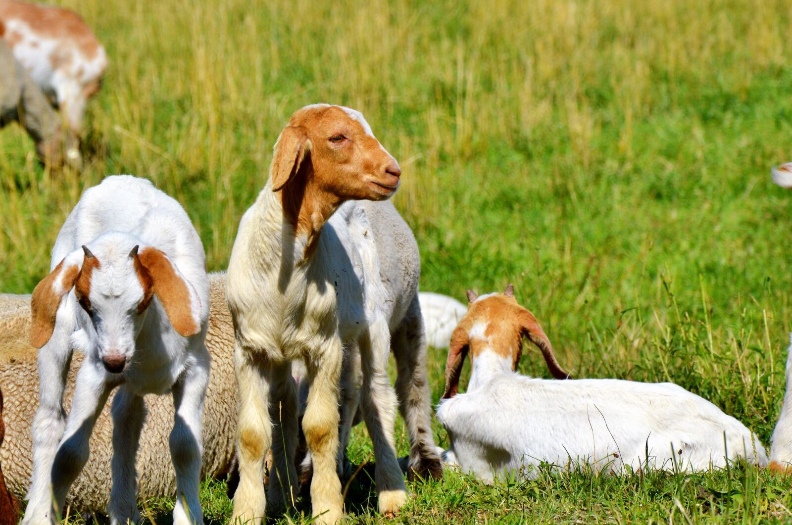 Nikon D3200 sample photo. Goat, kid, small goat photography