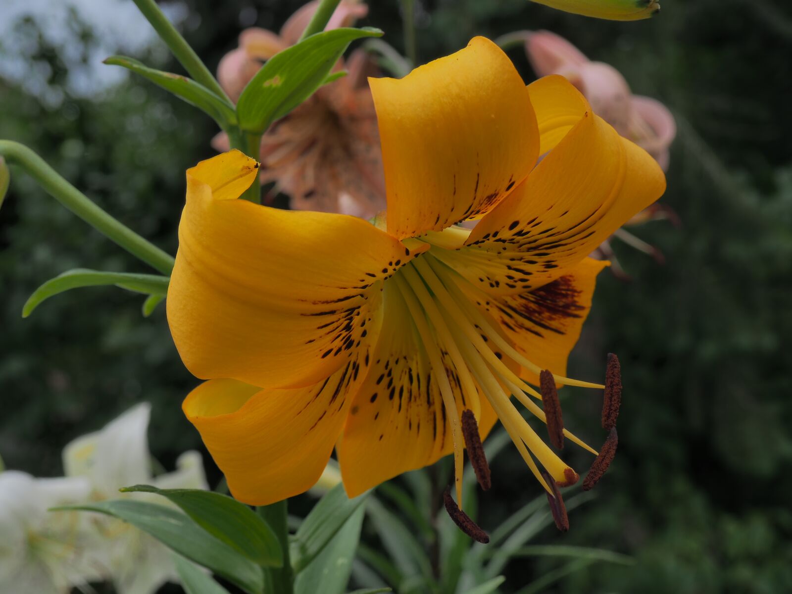 Olympus OM-D E-M10 III sample photo. Lily, flower, garden photography
