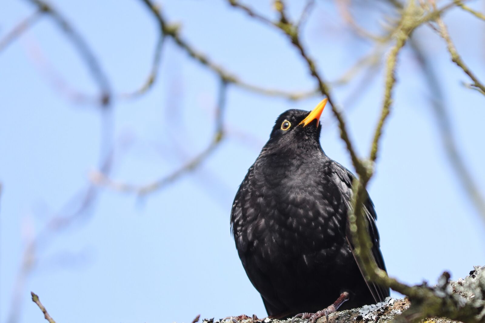 Canon EOS 200D (EOS Rebel SL2 / EOS Kiss X9) sample photo. Blackbird, songbird, turdus merula photography