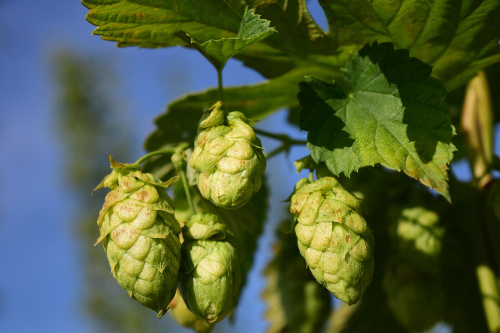 Nikon D3300 sample photo. Hops, close up, nature photography