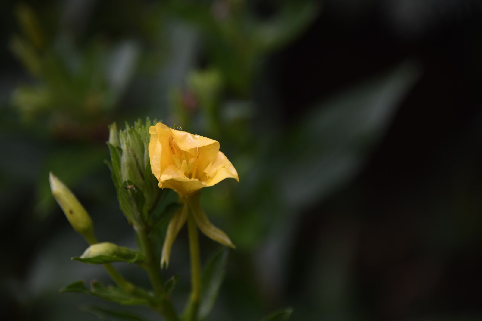 Nikon D850 sample photo. Yellow, flower, rain photography