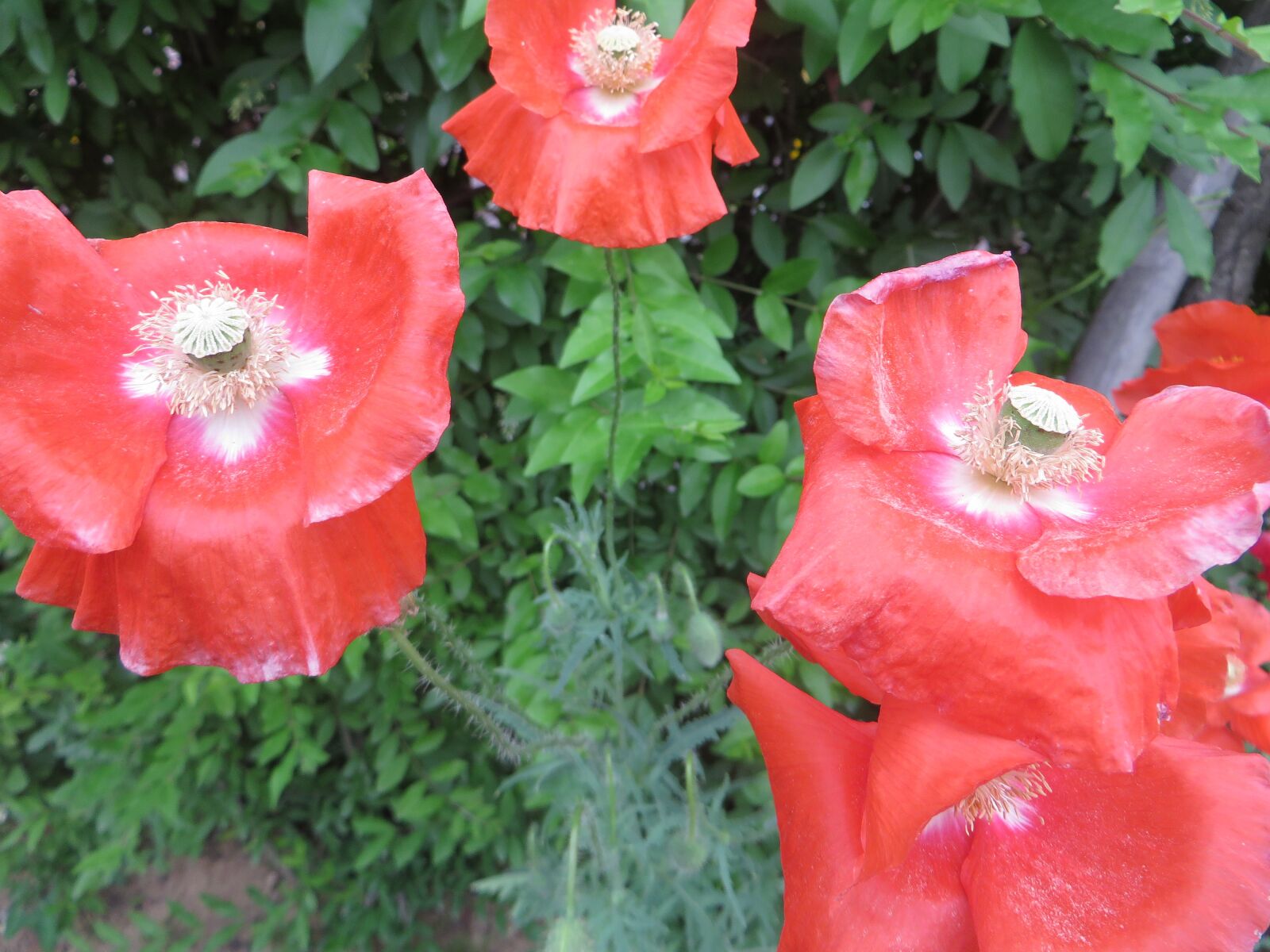 Canon PowerShot SX270 HS sample photo. Red flowers, nature, spring photography