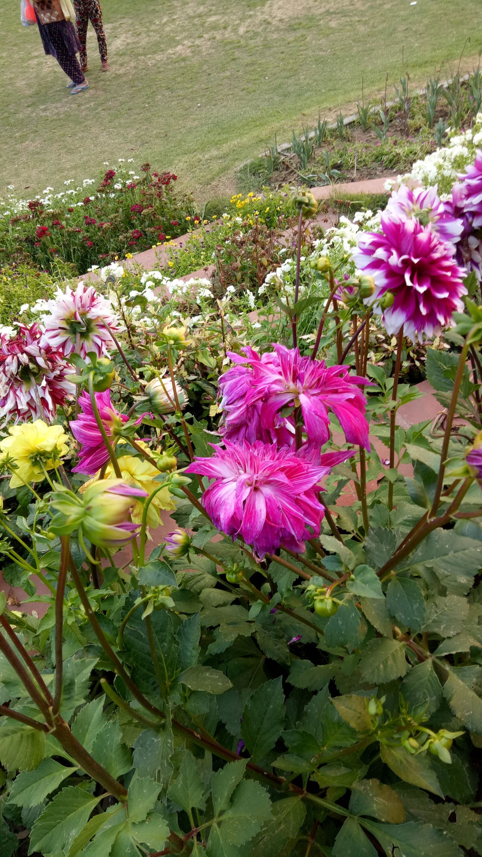 OPPO A1601 sample photo. Flowers, garden, colorful photography