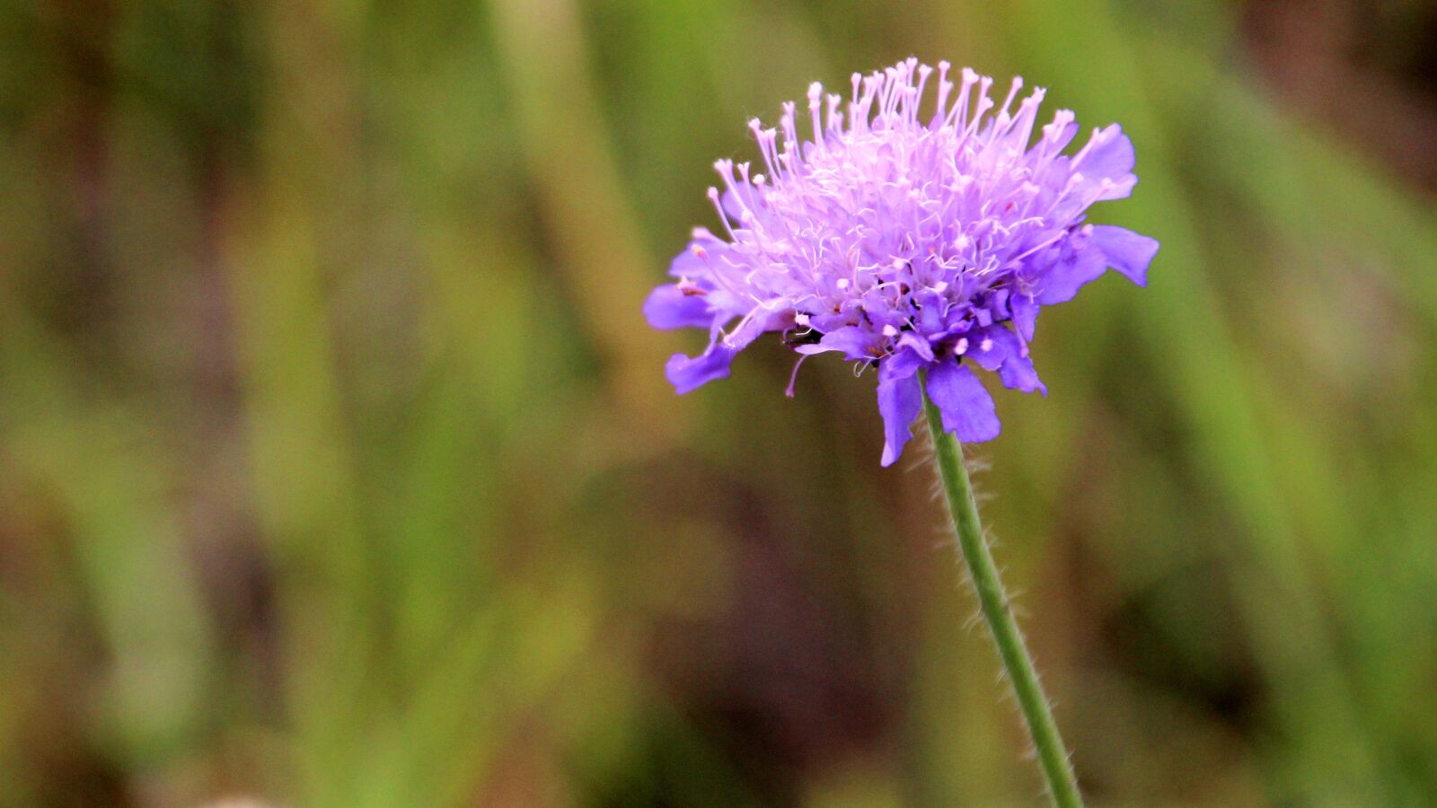 Canon EOS 600D (Rebel EOS T3i / EOS Kiss X5) sample photo. Flower, meadow, cornflower photography