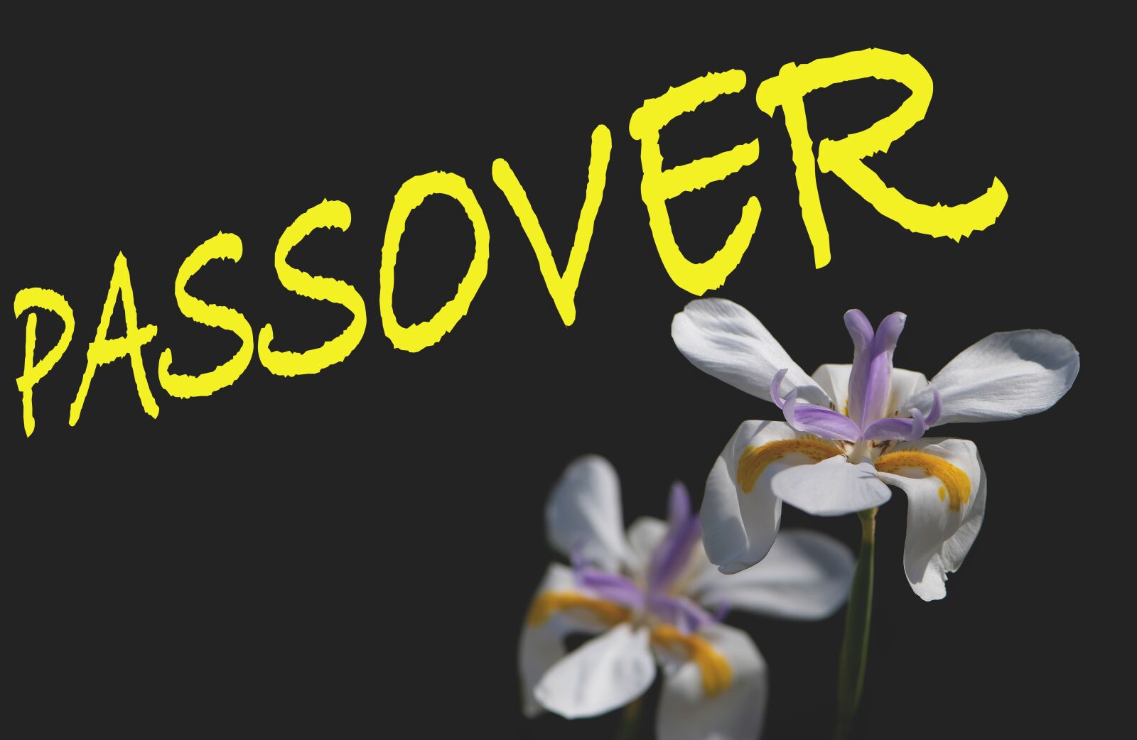 Nikon D5600 sample photo. Passover, happy passover, spring photography