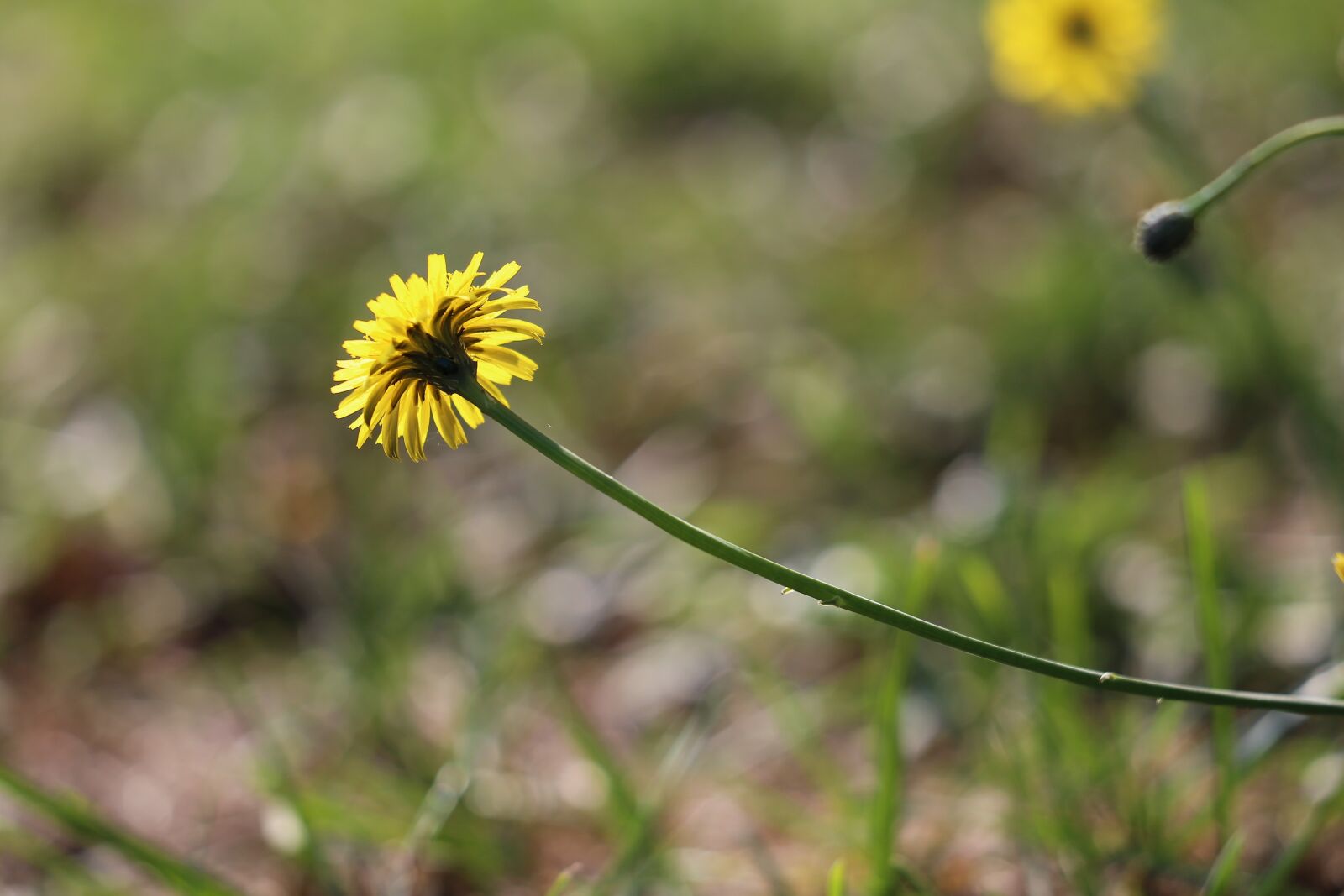 Canon EF 70-300 F4-5.6 IS II USM sample photo. Sow thistle, sonchus oleraceus photography