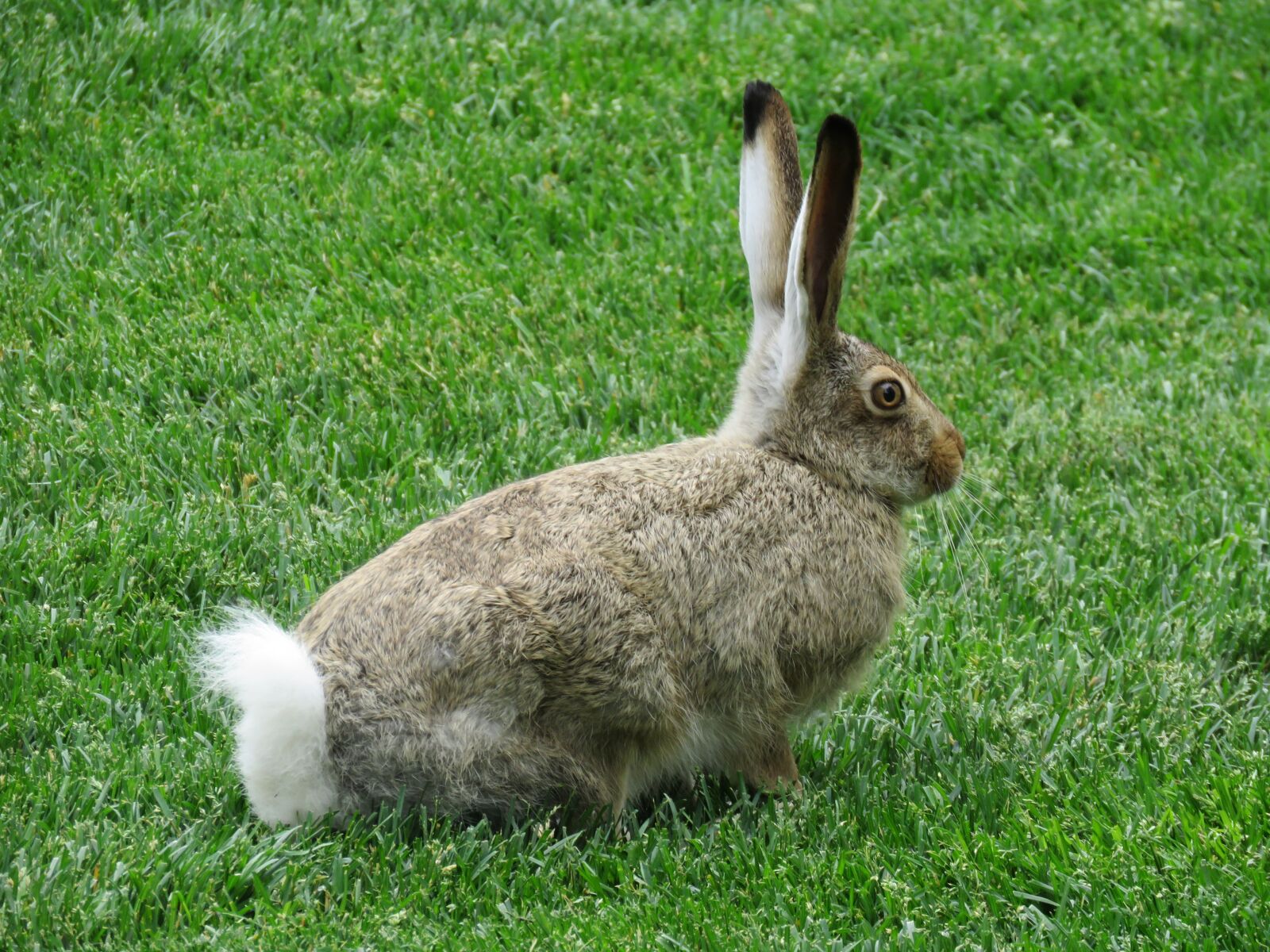 Canon PowerShot SX60 HS sample photo. Rabbit, wildlife, animal photography