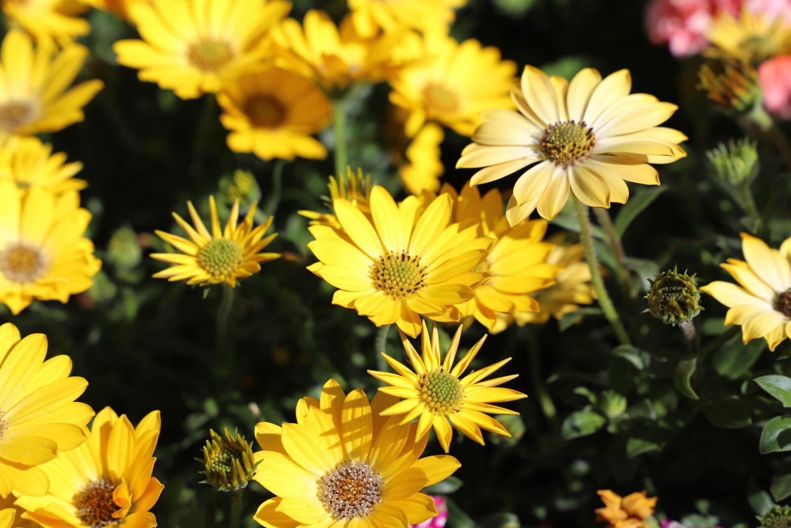Canon EF 24-105mm F3.5-5.6 IS STM sample photo. Flower, plant, nature photography
