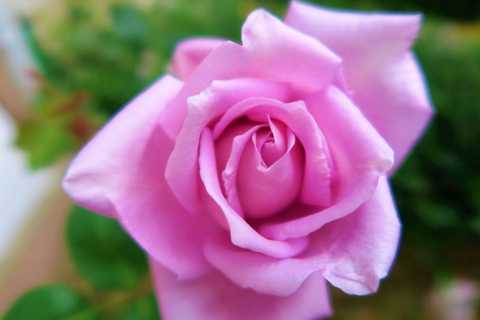 Canon PowerShot G7 X sample photo. Rose, delicate, flower photography