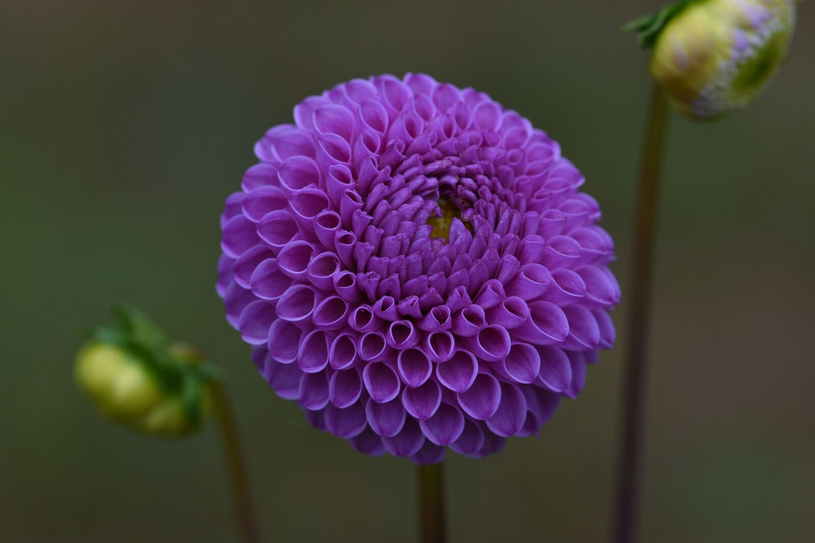 Nikon D750 sample photo. Dahlia, purple, bloom photography