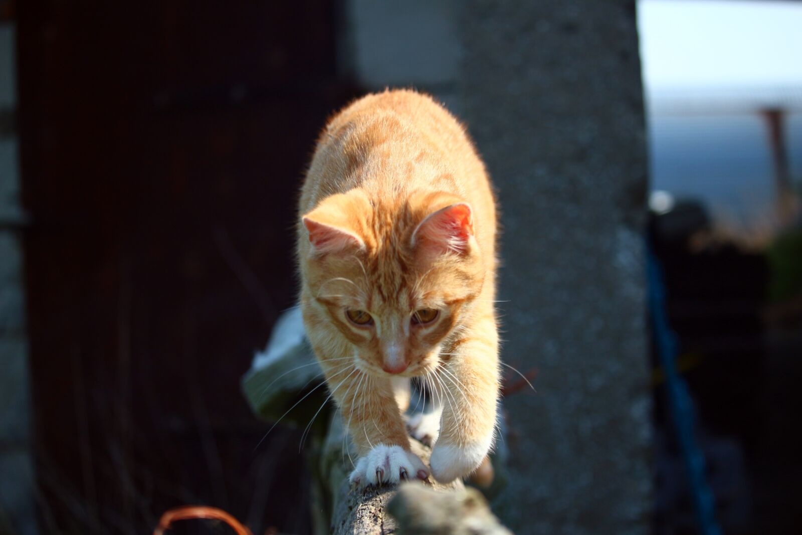 Canon EOS 100D (EOS Rebel SL1 / EOS Kiss X7) sample photo. Cat, kitten, mieze photography