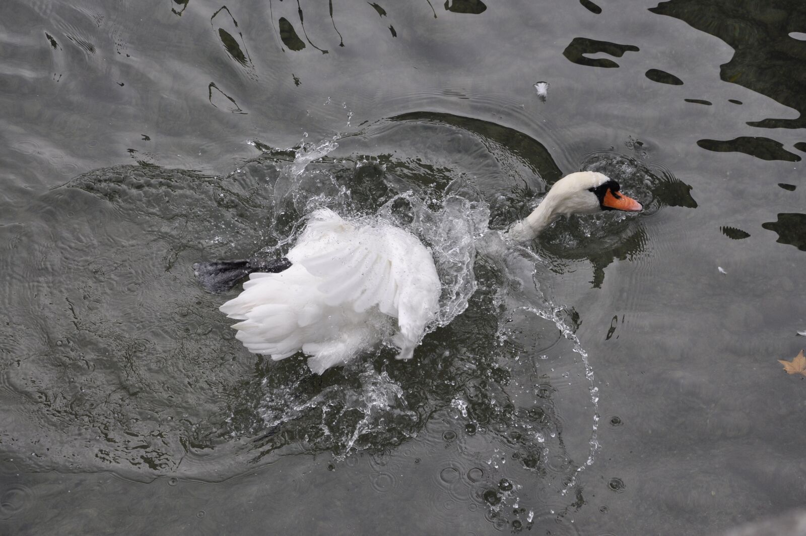 Nikon D90 sample photo. Zurich, switzerland, water photography