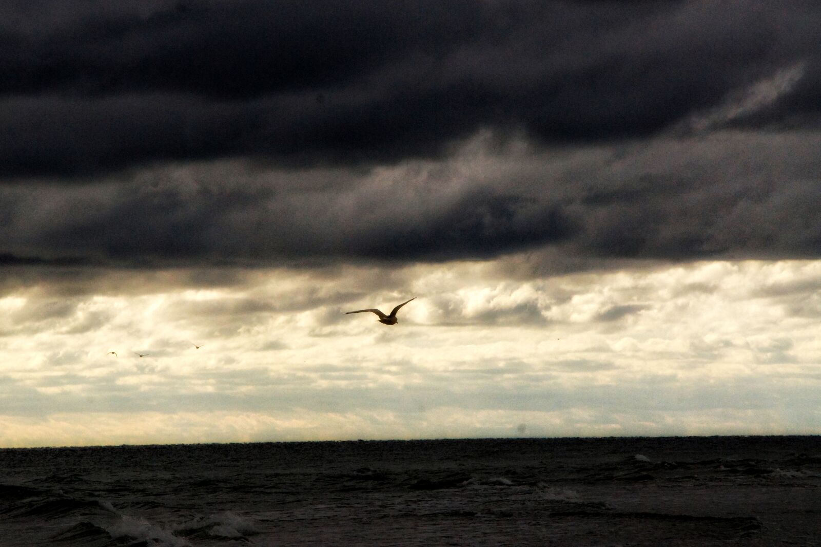Sony SLT-A33 sample photo. Seagull, baltic sea, wind photography