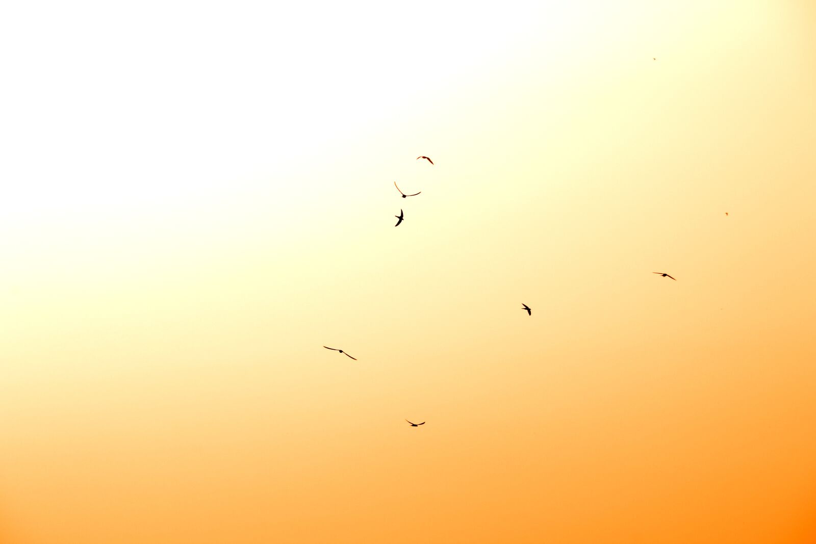 Canon EOS 4000D (EOS Rebel T100 / EOS 3000D) sample photo. Swallows, birds, flying photography