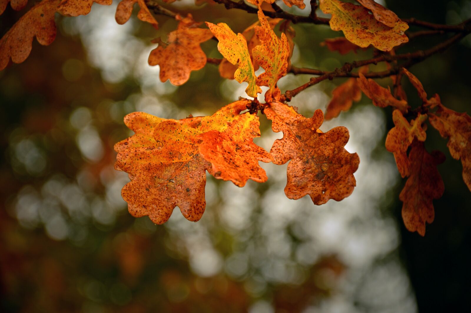 Nikon D3200 sample photo. Leaves, oak, oak leaves photography