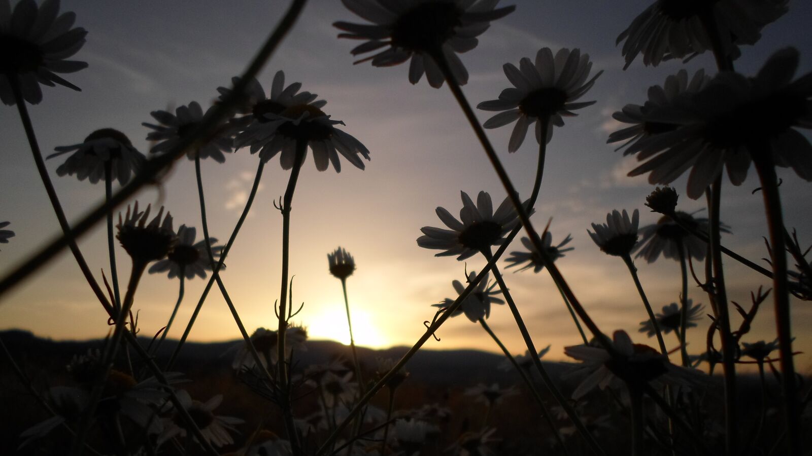 Samsung ES95 sample photo. Flower, sunset, daisy photography