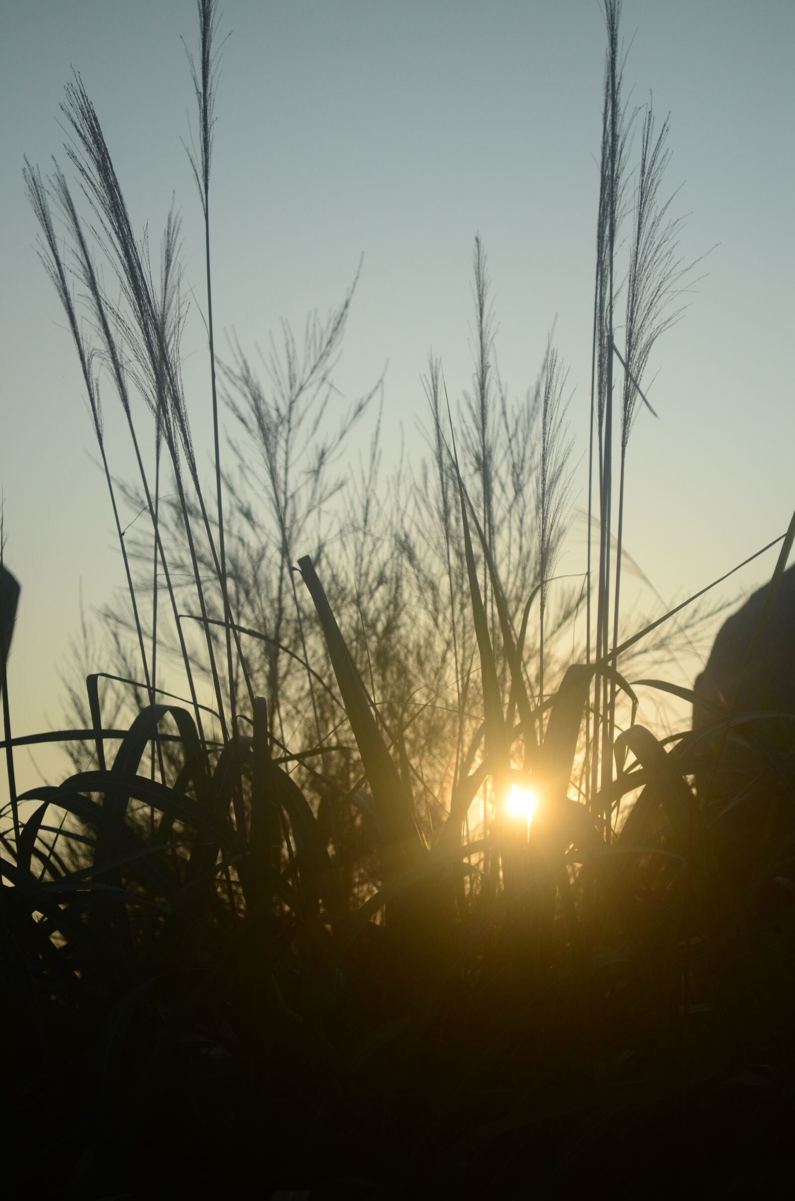Nikon D5100 sample photo. Sunrise, reed, grassland photography