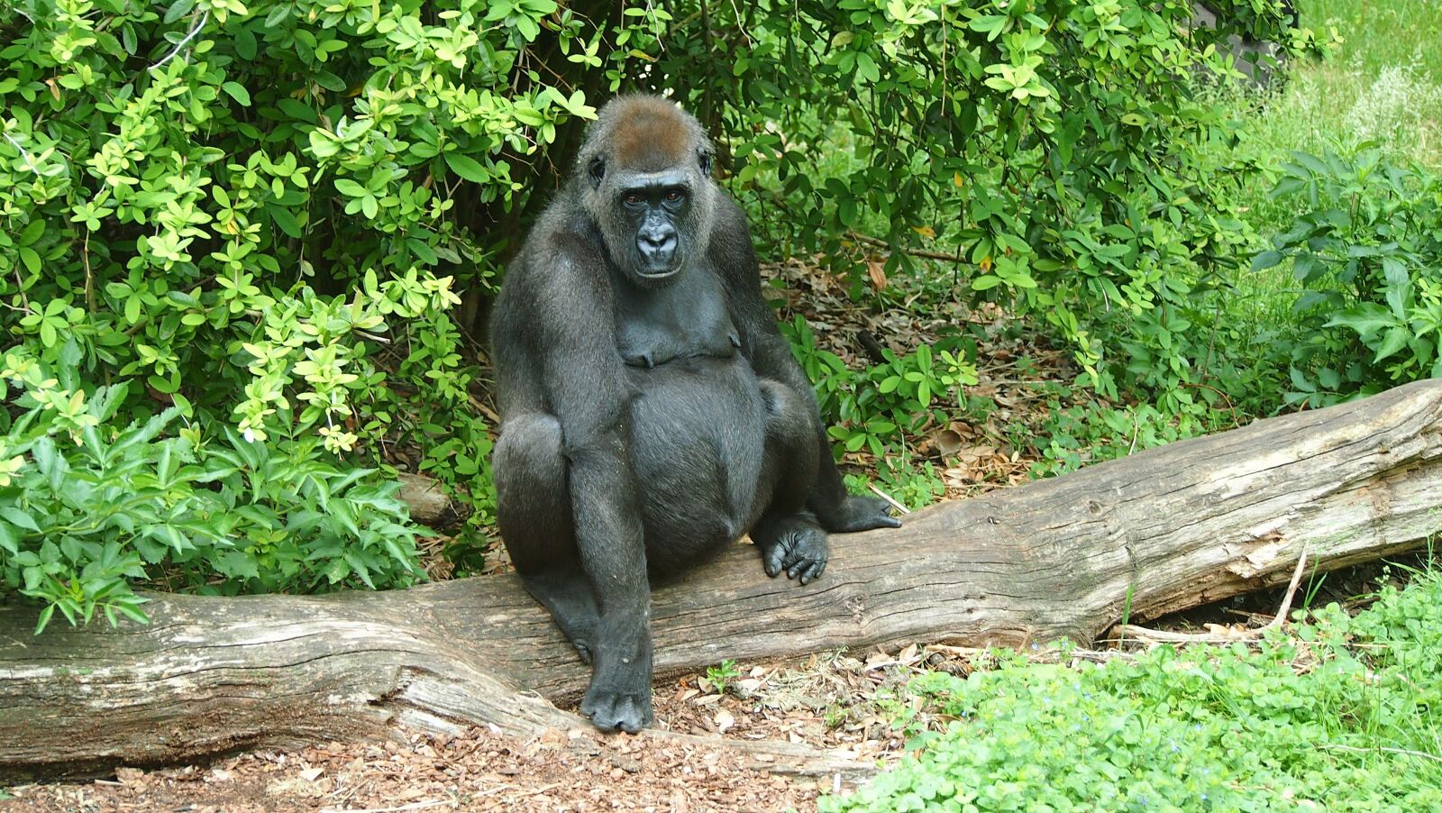 Olympus PEN E-PL3 sample photo. Zoo, animal, ape photography