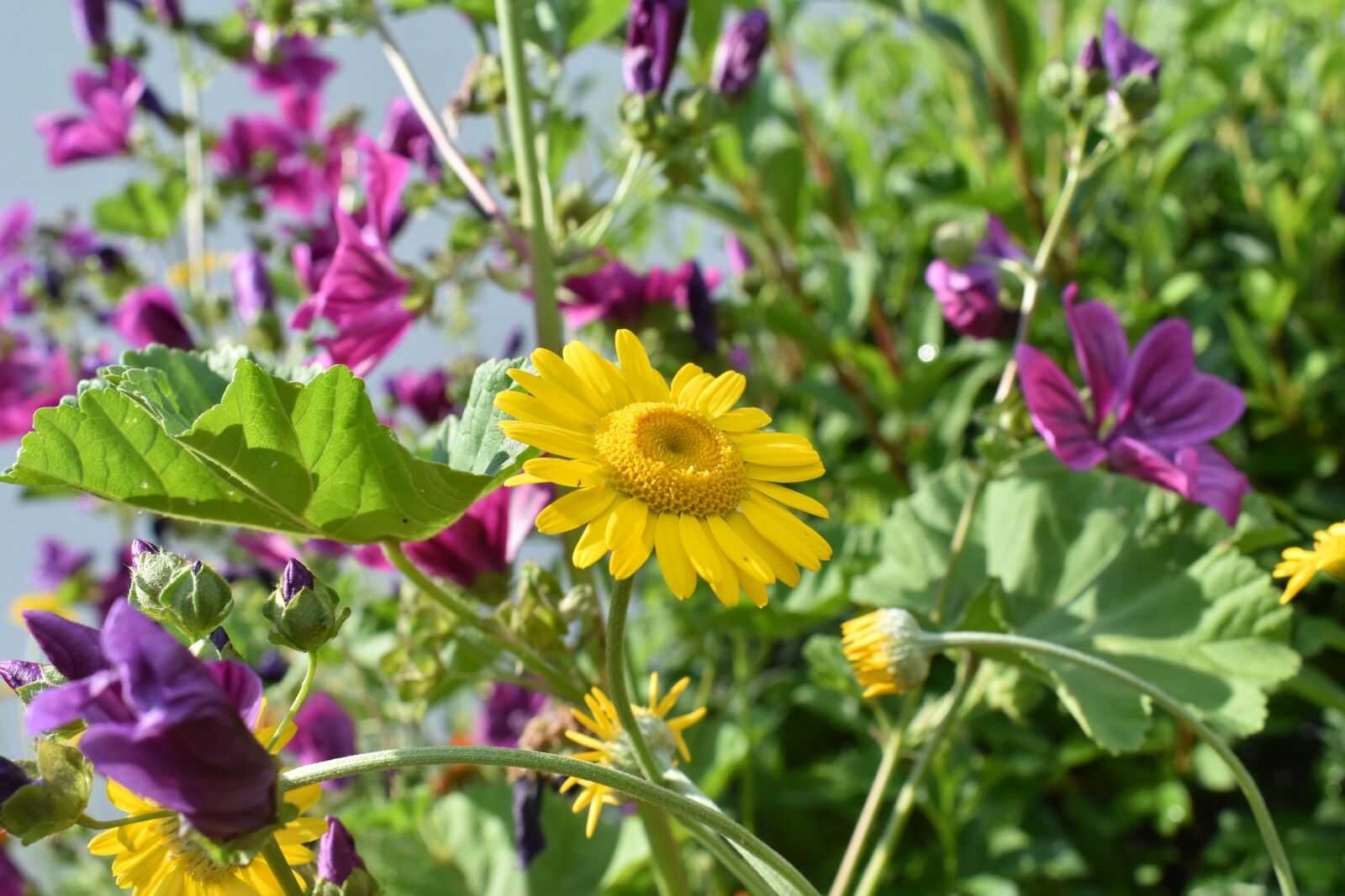 Nikon D3400 sample photo. Flower, meadow, garden photography