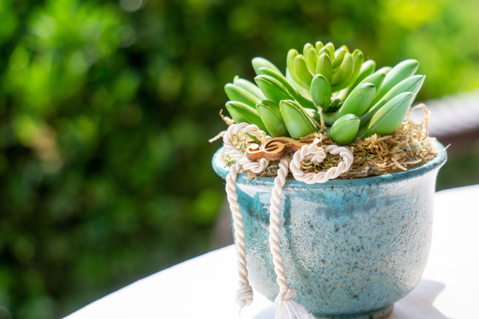 Sony E 55-210mm F4.5-6.3 OSS sample photo. Succulents, plant, garden photography