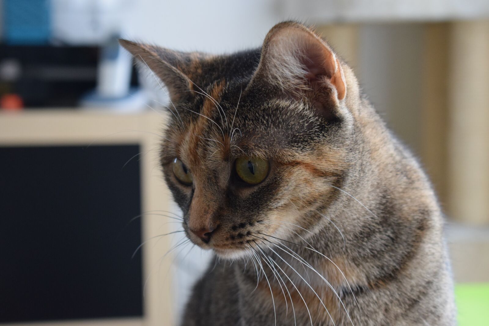 Nikon D3300 sample photo. Cat, feline, tabby cat photography