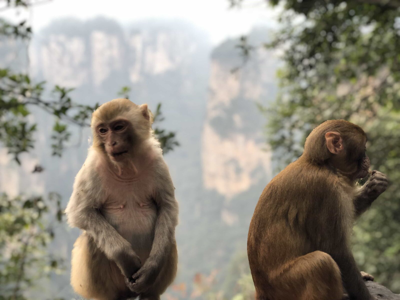 Apple iPhone X sample photo. Animals, jungle, macaque, monkey photography
