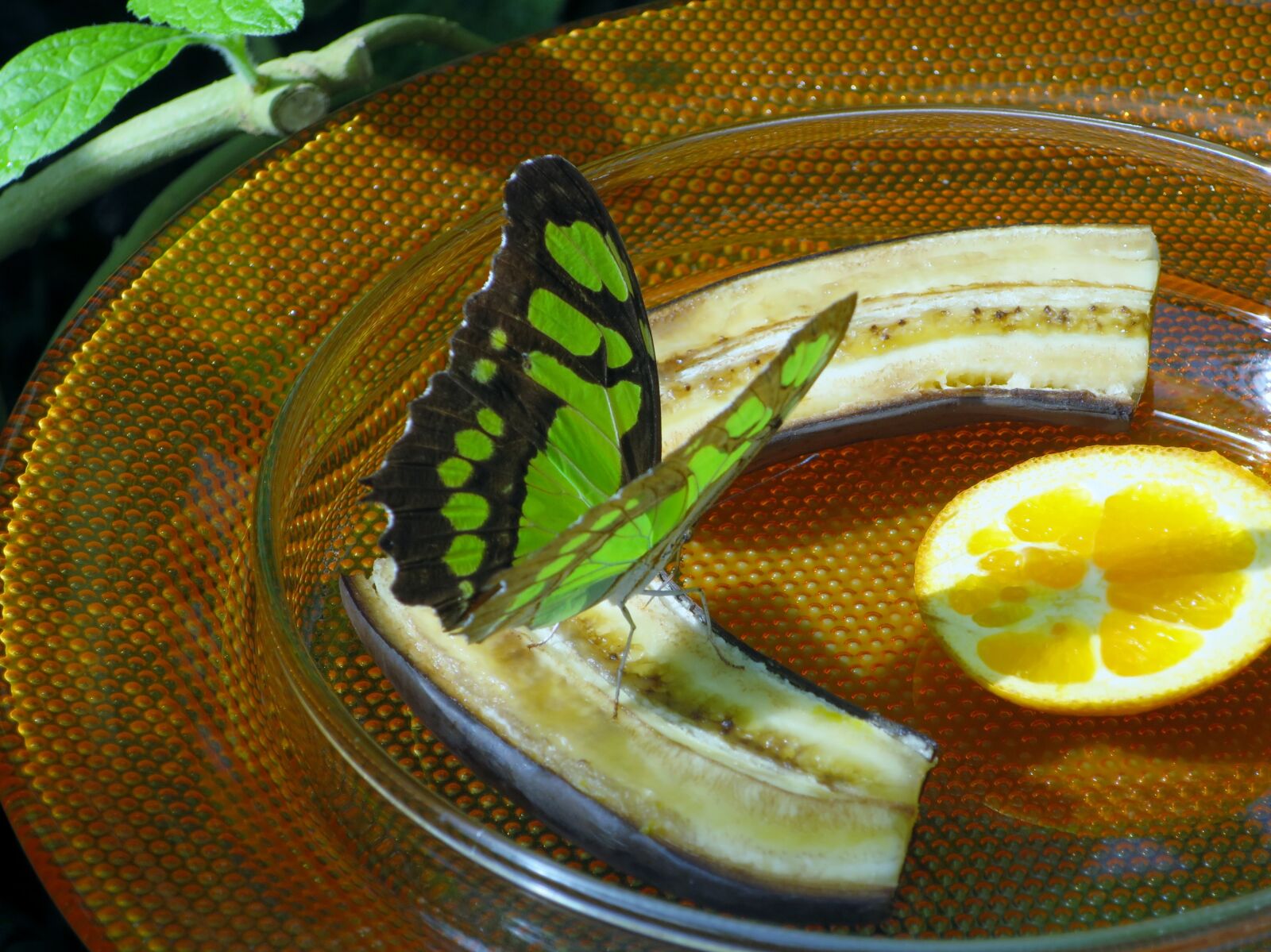 Canon PowerShot S120 sample photo. Butterfly, insect, mainau island photography