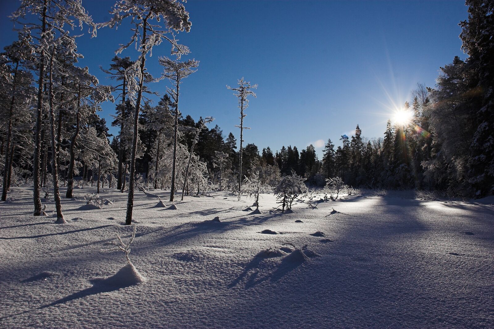 Canon EOS 20D sample photo. Winter, snow, cold photography